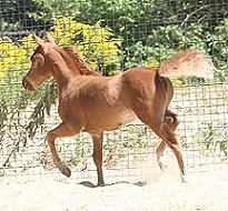 Mocha's Gold Plated Promise